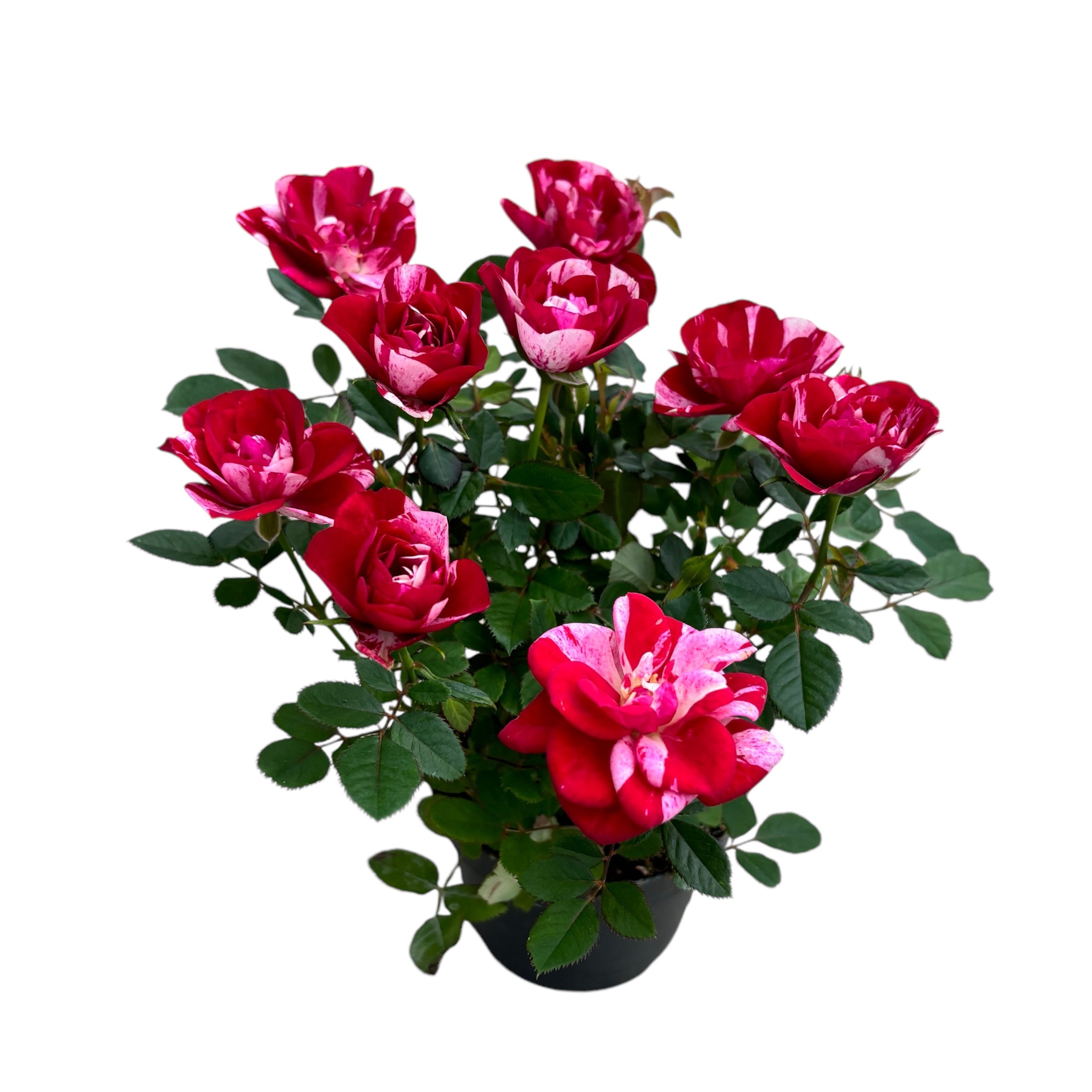 Trandafiri pitici Rosa Gigi™ Parade parfumati (2-3 plante/ghiveci)