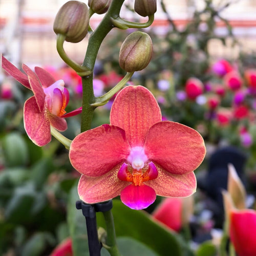 Phalaenopsis Soft Touch - parfumé