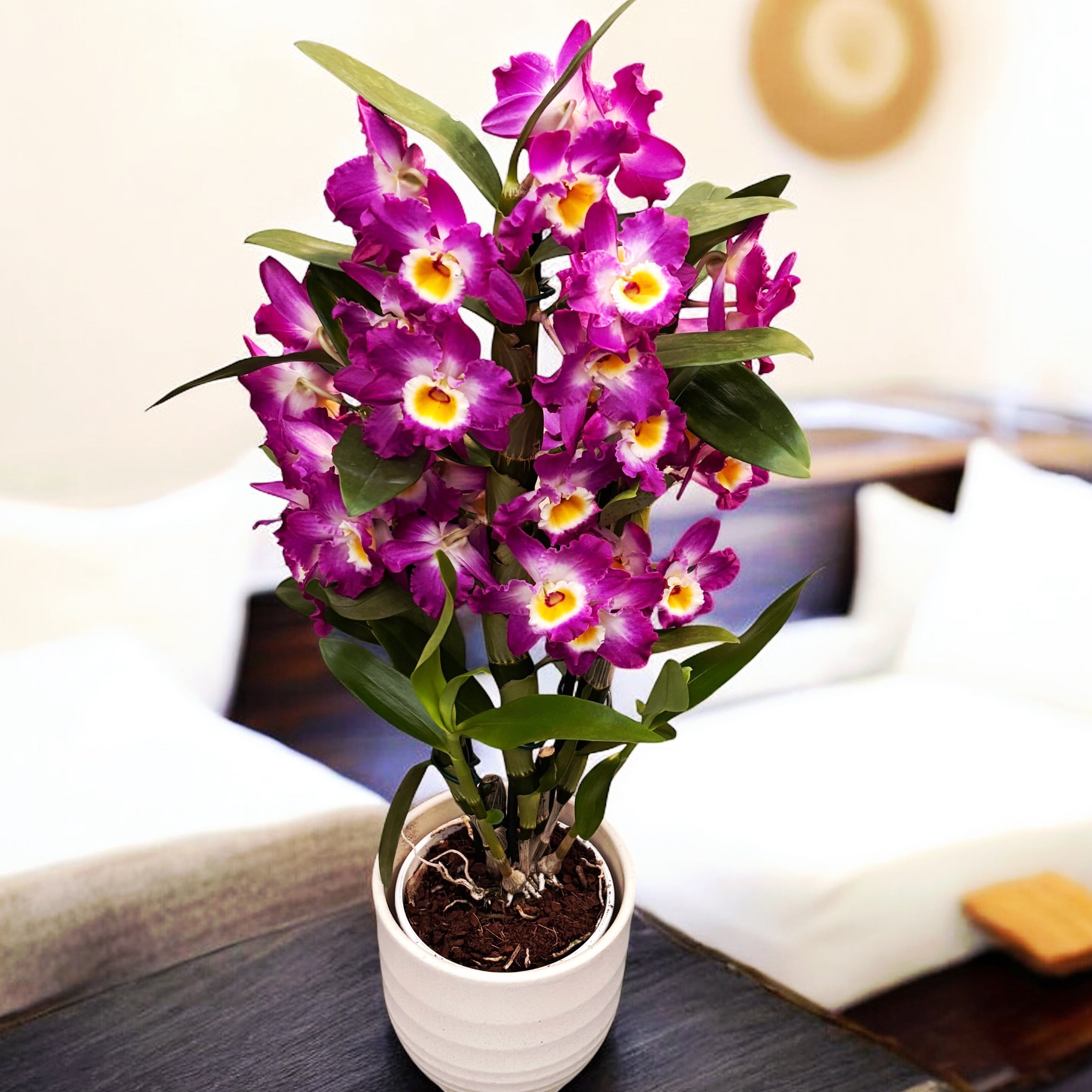 Piante Vere da Interno - 2 Orchidee Bambus Dendrobium Nobile | FindTheDeal