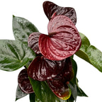 Anthurium 'Essencia'