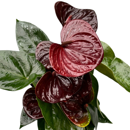 Anthurium 'Essencia' – Secret Garden Plant Shop