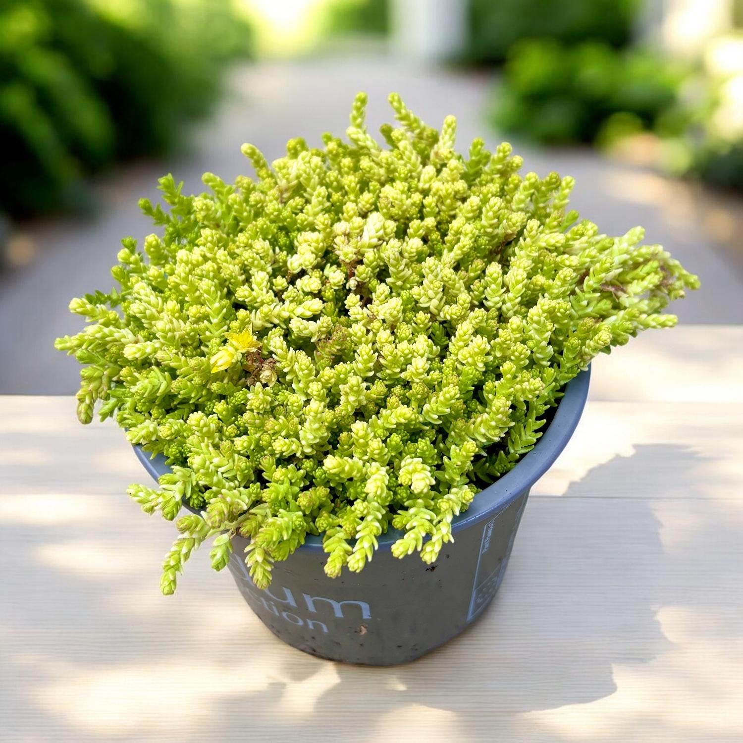 Sedum acre (iarba grasa aurie) - suculenta perena