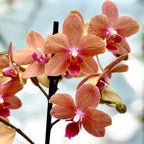 Phalaenopsis Sunset Love