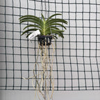 Vanda Sweet Pea 'Ruby' (Vanda bensonii × Vanda Peggy Foo) parfumata