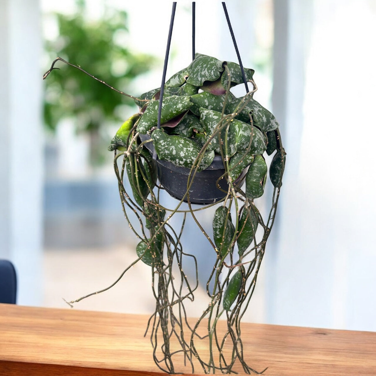 Hoya imbricata - exemplare mari, full pots