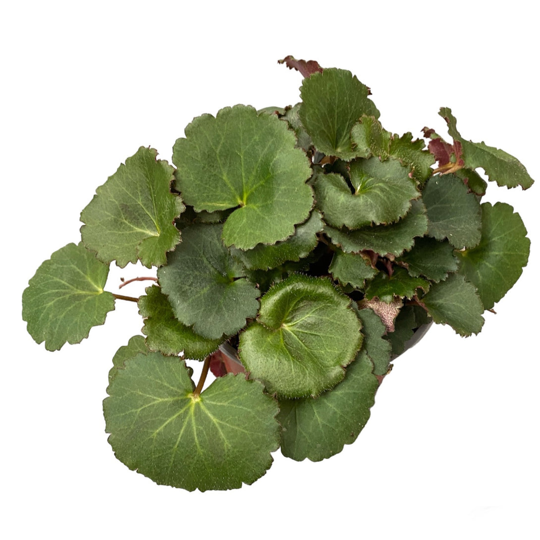 Saxifraga stolonifera 'Dark Form'