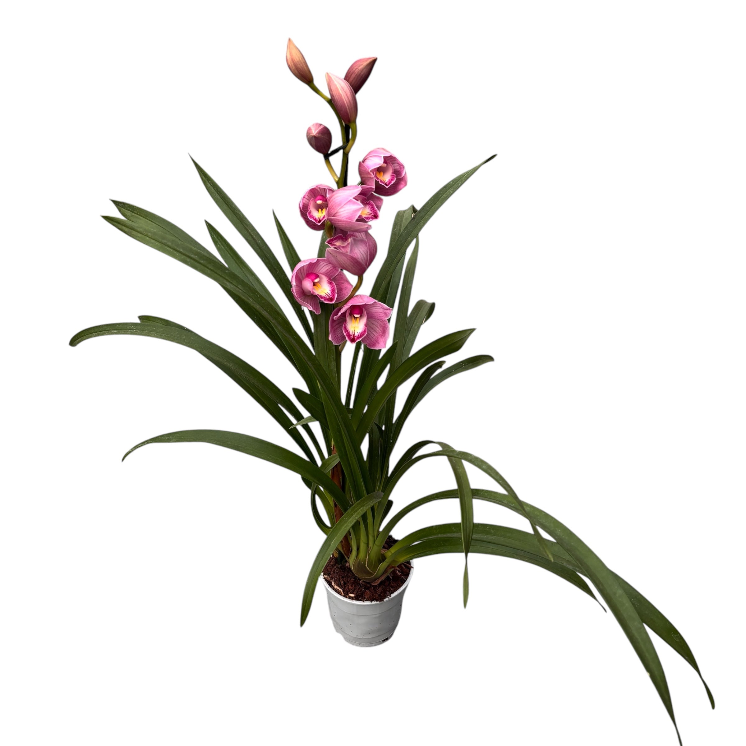 Κυμβίντιουμ Μαρία