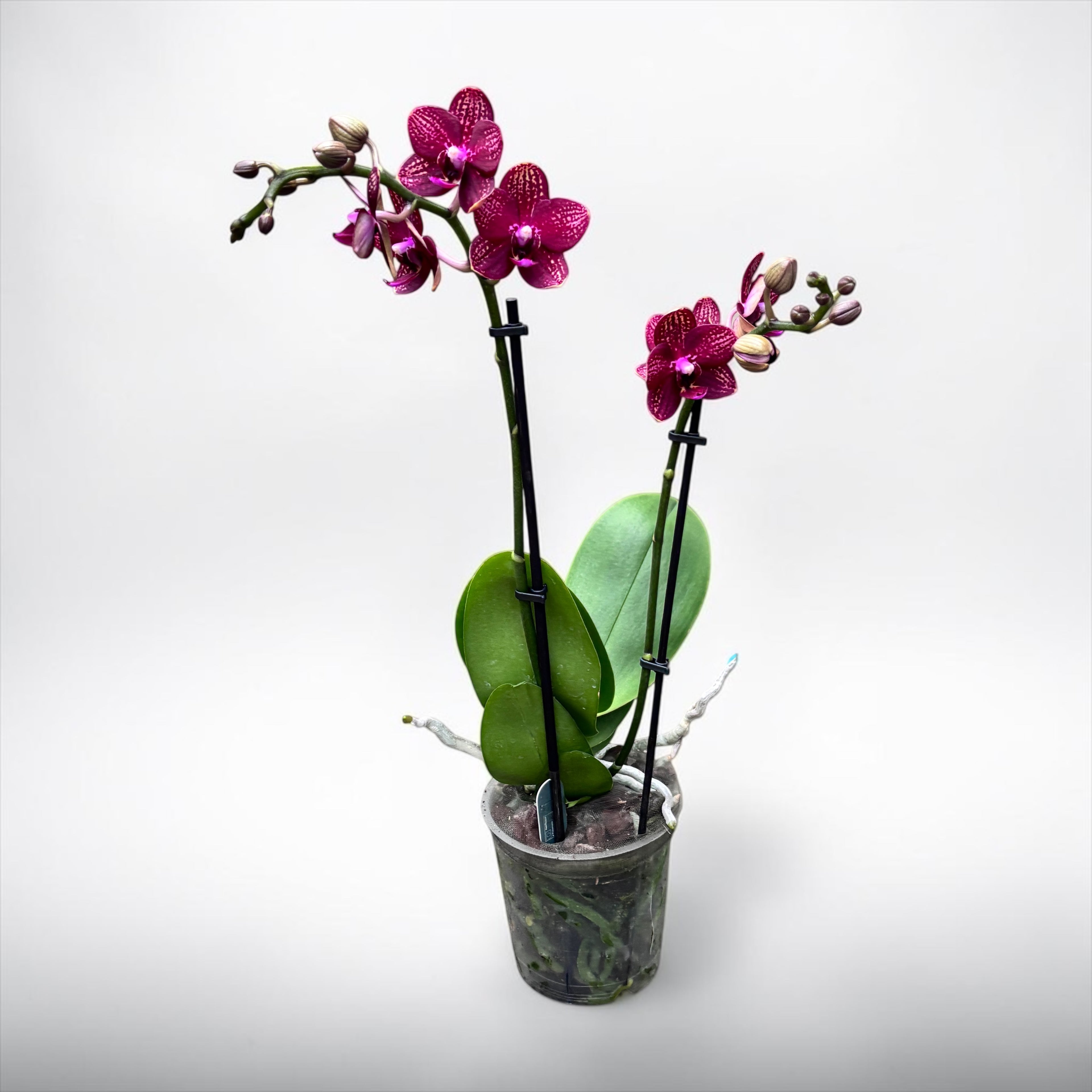 Phalaenopsis Reyoung Miley - duftende Blumen