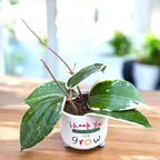 Hoya latifolia 'Albomarginata' (round leaf) D6