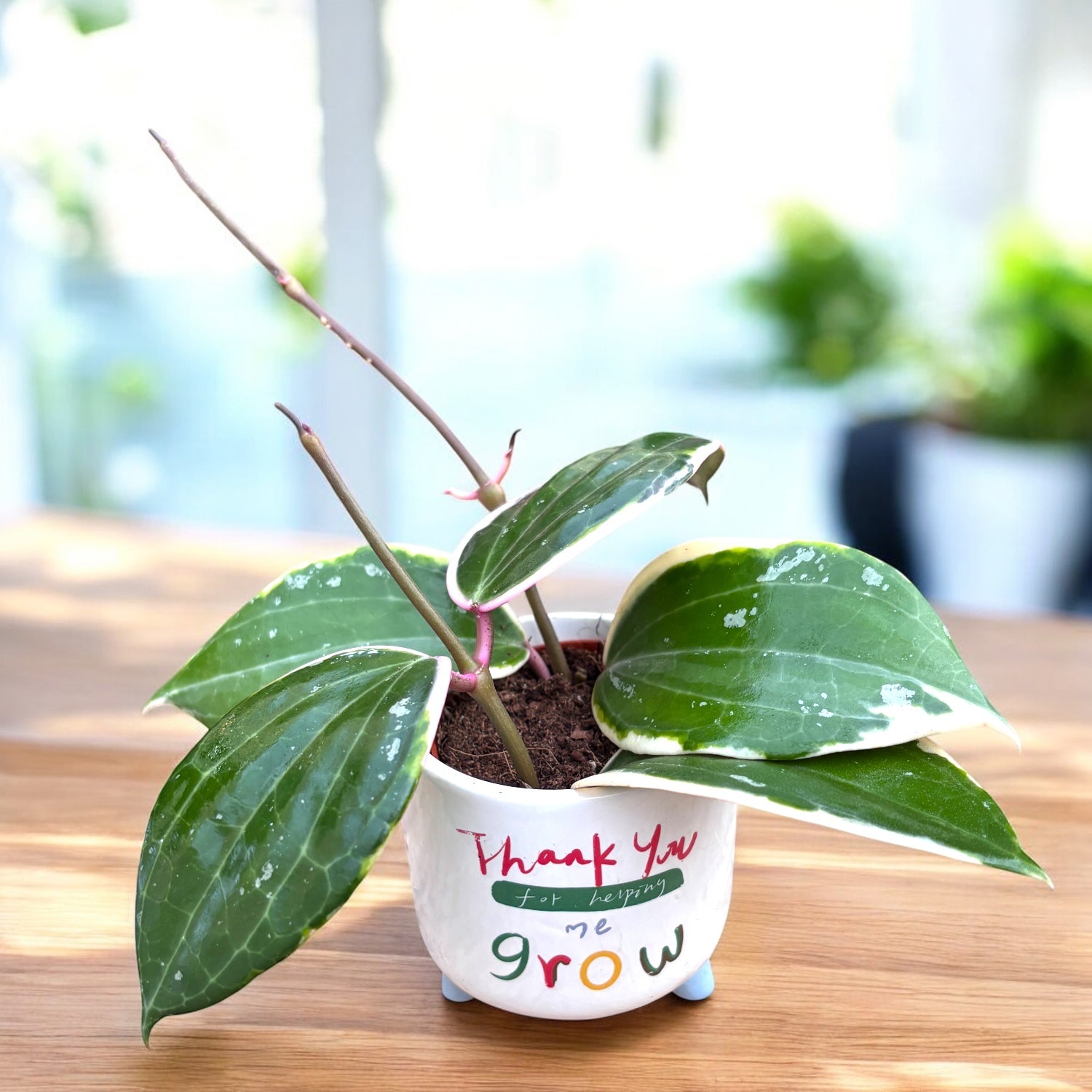 Hoya latifolia 'Albomarginata' (round leaf) D6