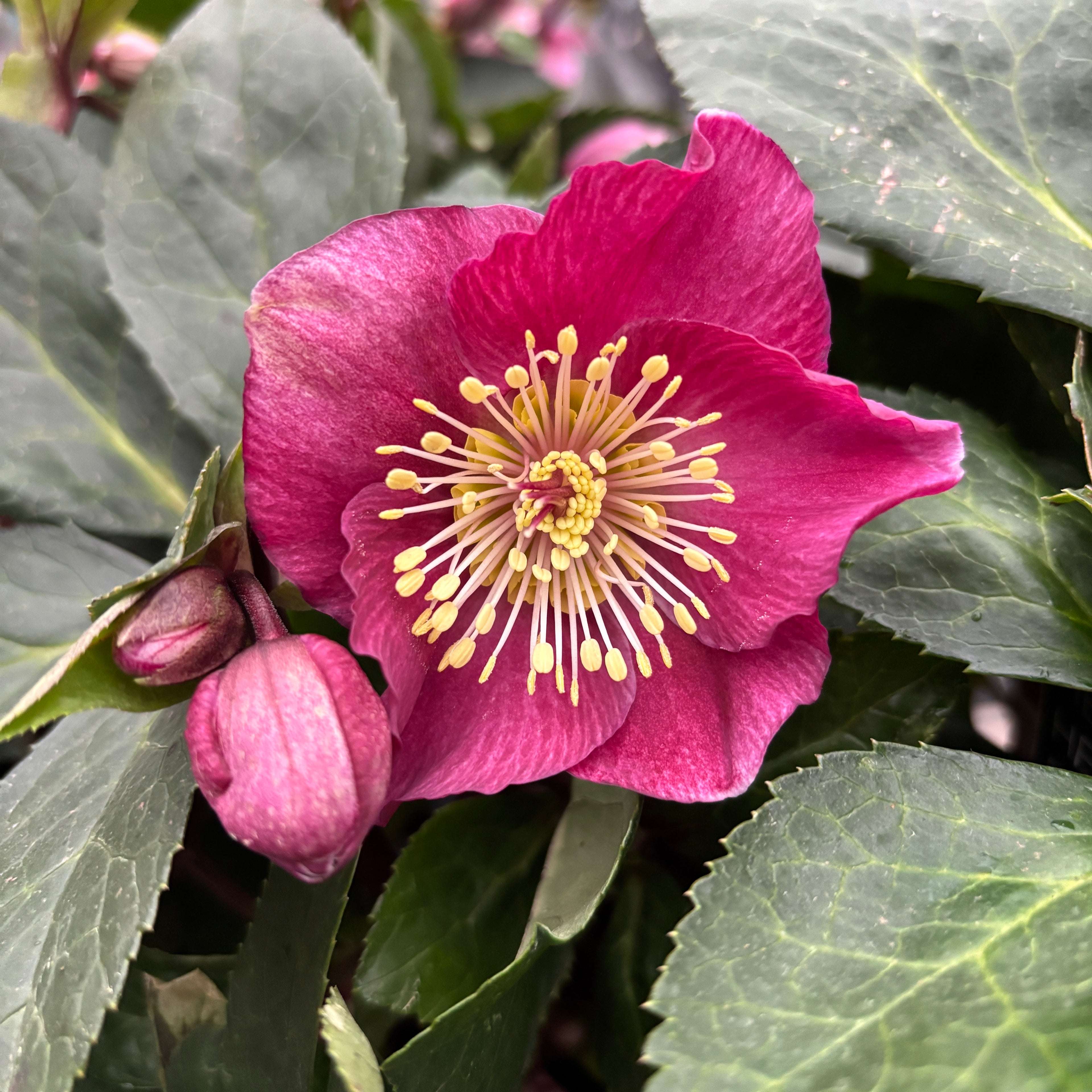 Helleborus orientalis ‘Hello Red’ (spanz)