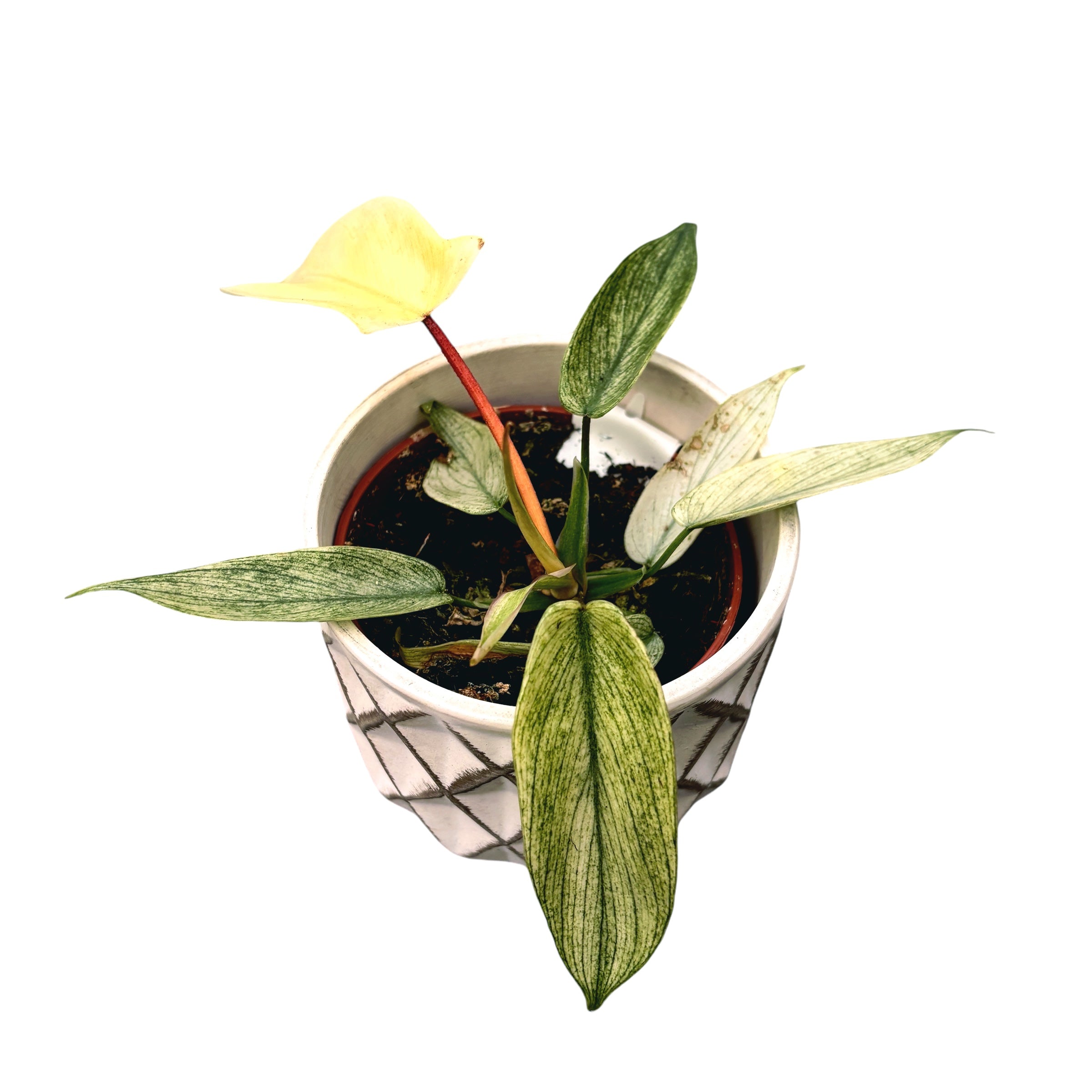 Philodendron 'Florida Ghost'