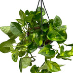 Epipremnum pinnatum 'Global Green' 