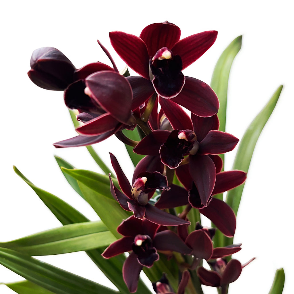 Cymbidium Cali Night 'Geyserland'