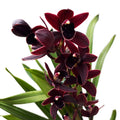 Cymbidium Cali Night 'Geyserland'