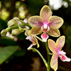 Phalaenopsis Younghome Lucky Star (Cousteau) voňavá