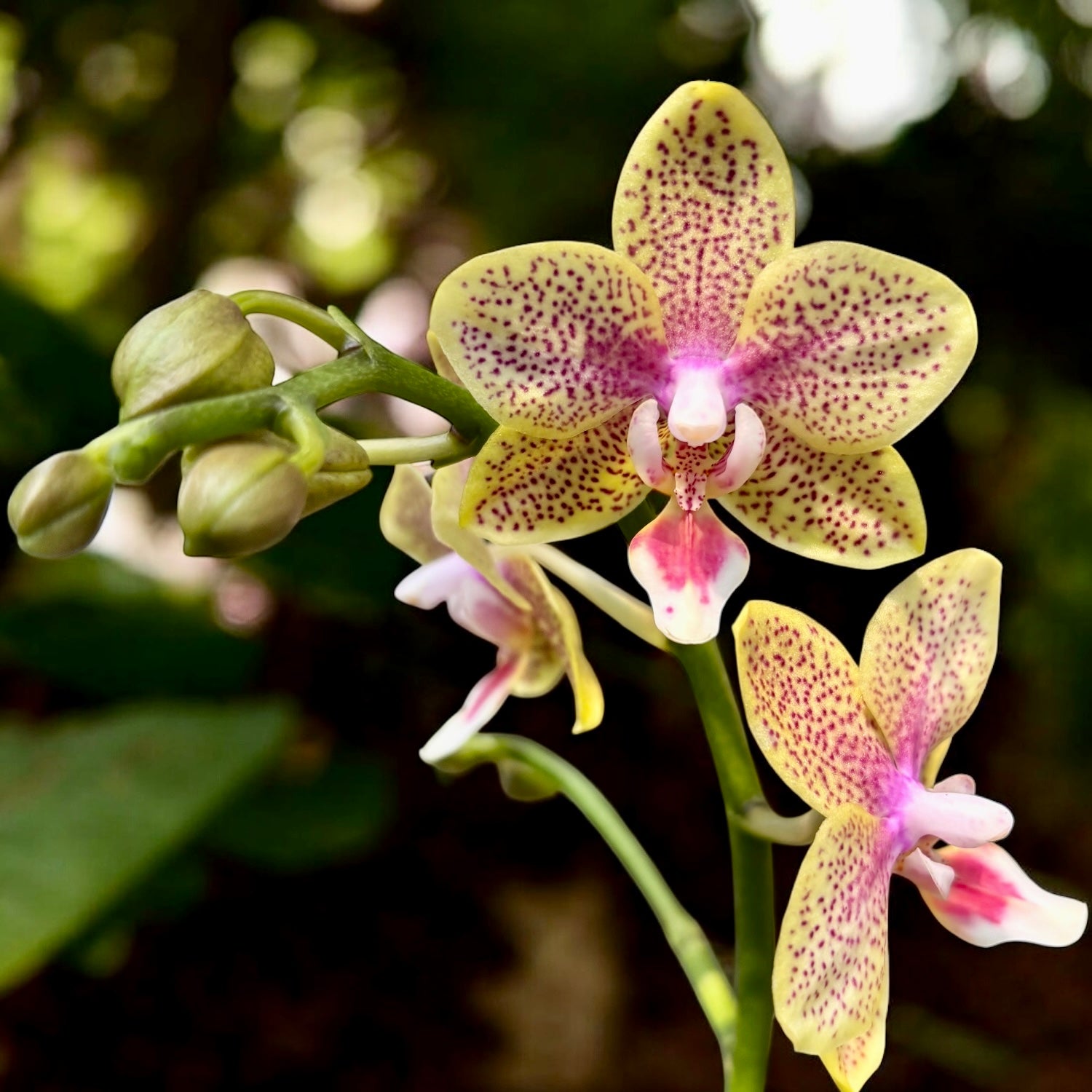 Phalaenopsis Younghome Lucky Star (Cousteau) parfumata