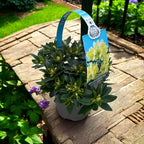 Azalee da giardino - Rhododendron impeditum 'Golden Wonder'