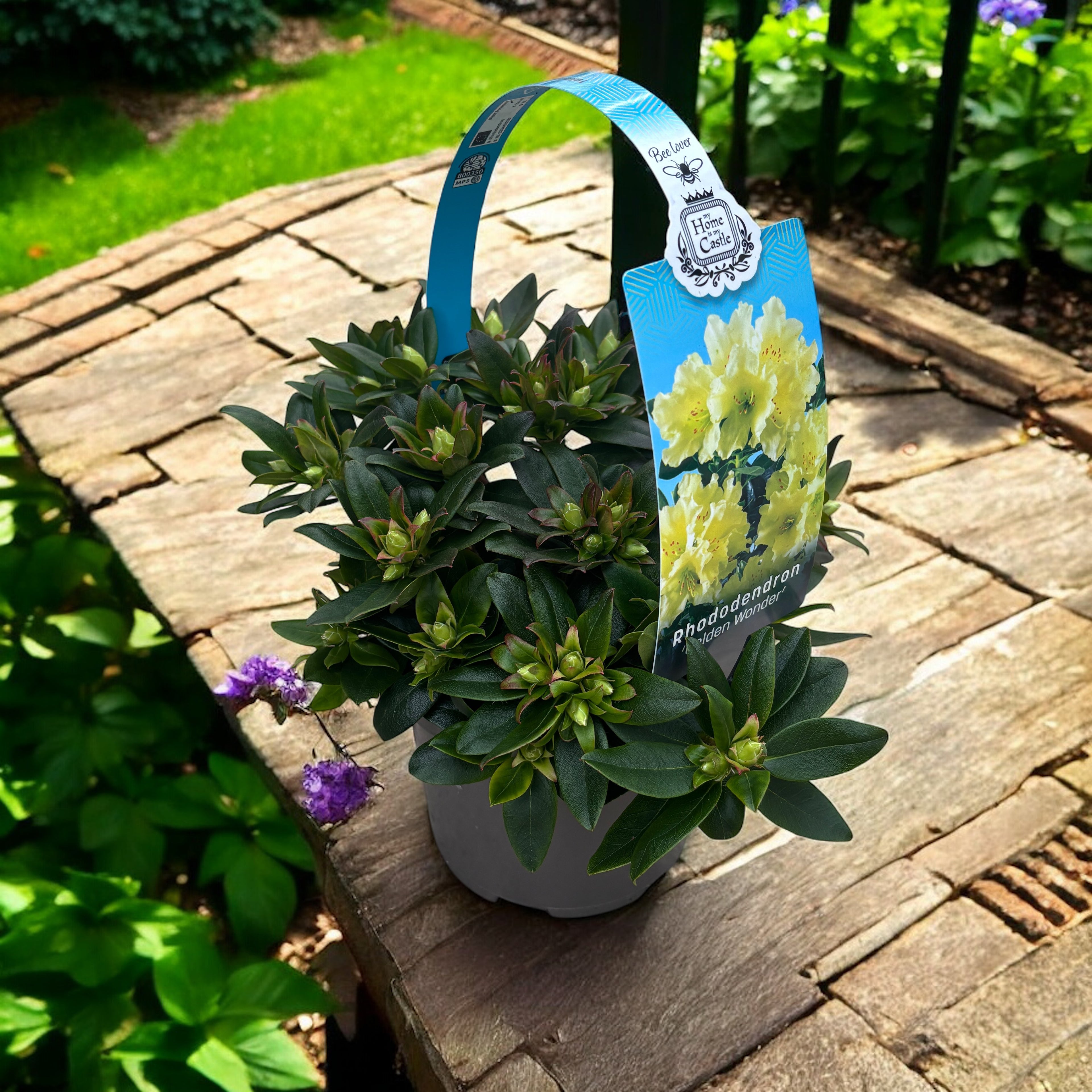 Zahradní azalka - Rhododendron impeditum 'Golden Wonder'