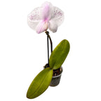 Phalaenopsis Singolo Owari - floarea XXL