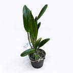 Rth. Chief Sweet Orange 'Sweet Orange' AM/AOS * ароматна