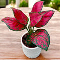 Aglaonema 'Beautiful Red'