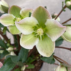 Helleborus 'Angel Glow' (Spanz)