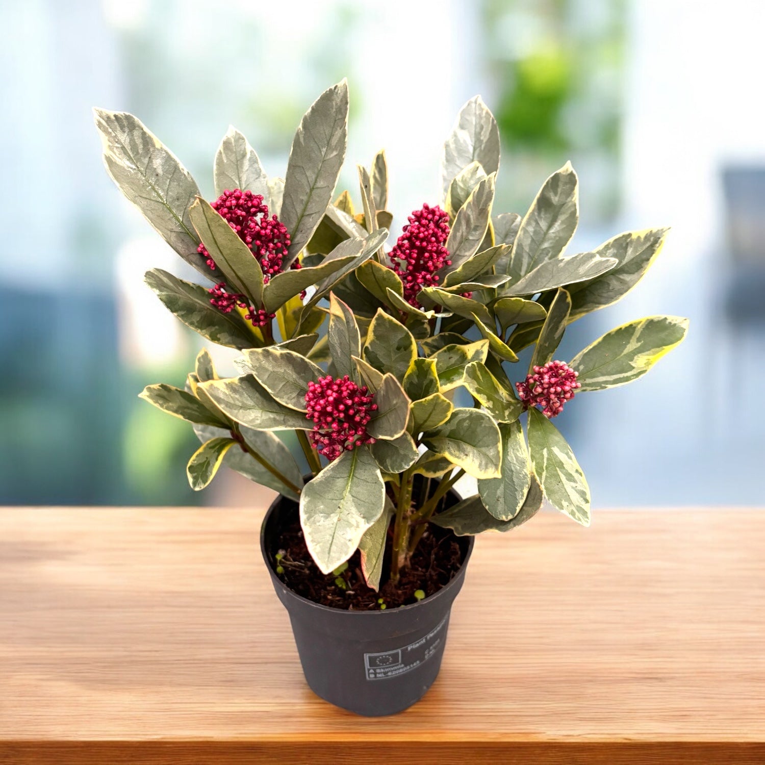 Skimmia japonica 'Perosa' buntlaubig (japanische Skimmie) 2pp