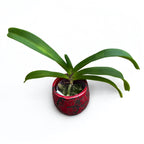 Rhynchostylis gigantea var. piros - illatos