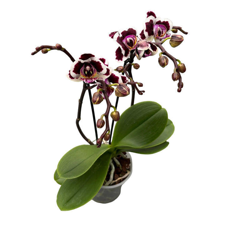 Phalaenopsis (Sogo Yukidian 'V3' × Kaoda Twinkle)