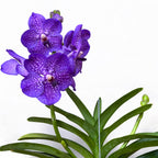 Vanda NITAYA Vioblue (Ansu) - grandes fleurs
