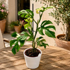 Monstera minima 'Variegata' (nízka panáčkovaná)