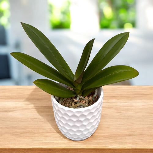 Phalaenopsis SKB Black Lace (peloric)