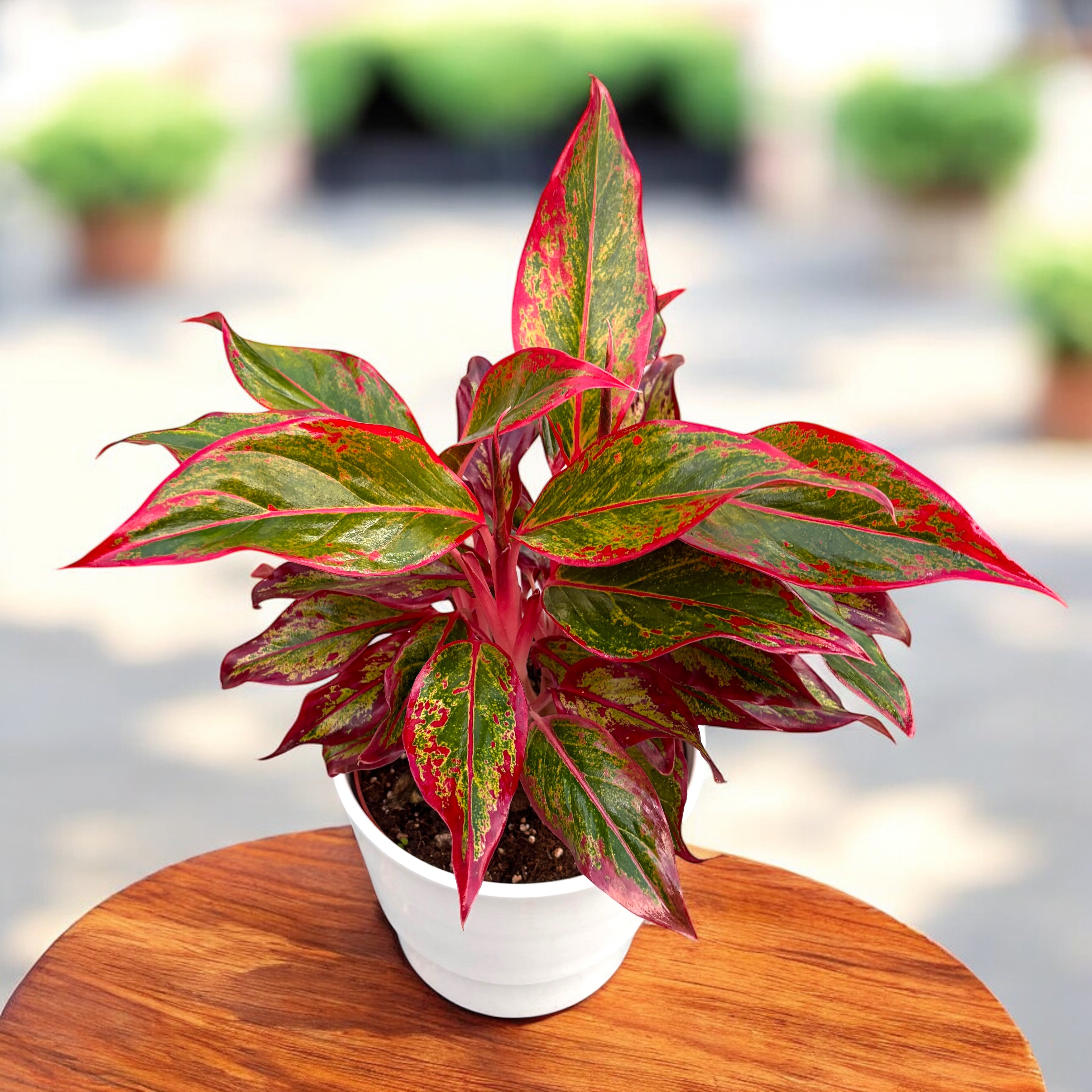 aglaonema crete origin Aglaonema 'Crete Flame' 2pp