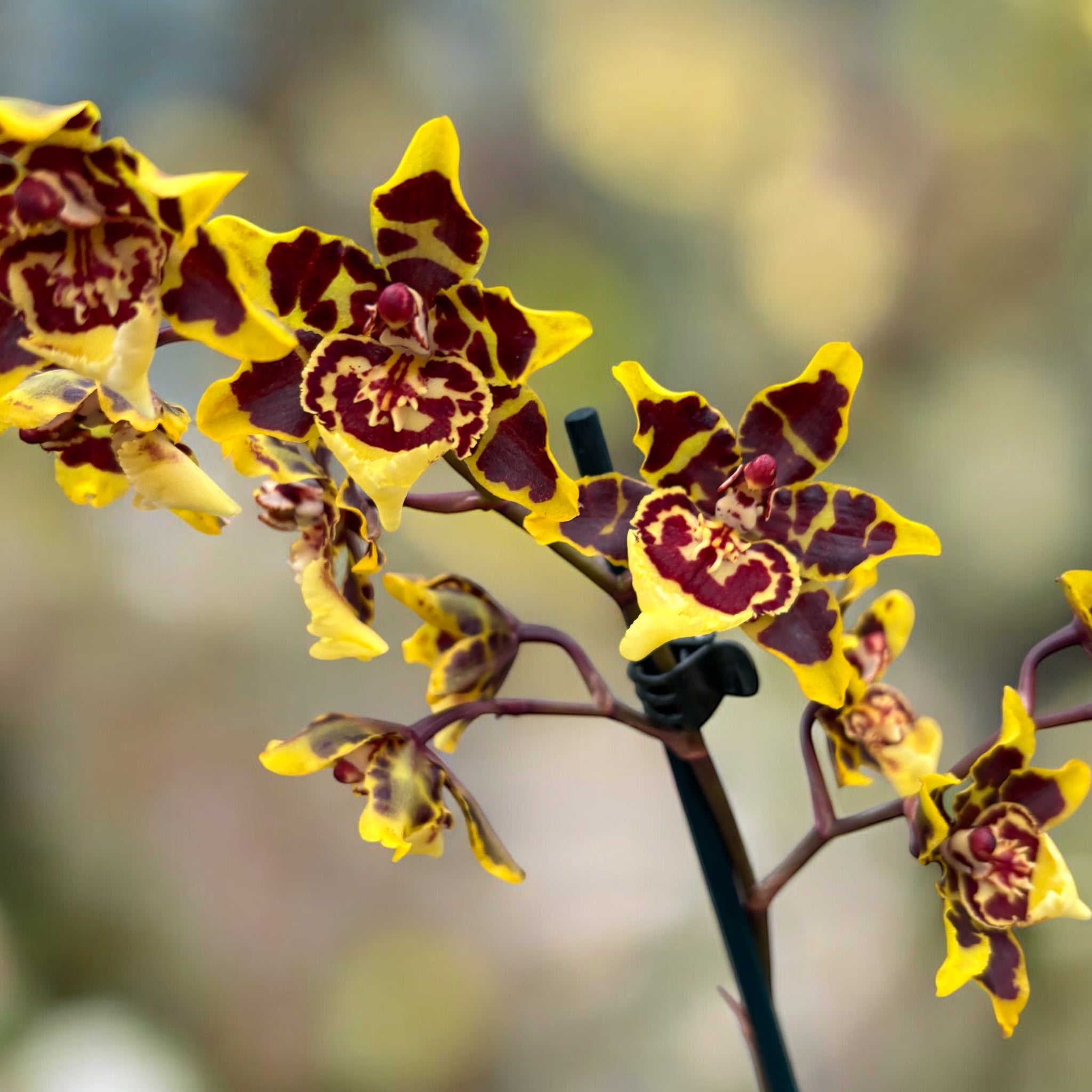 Colmanara Wildcat Farfalla Gialla