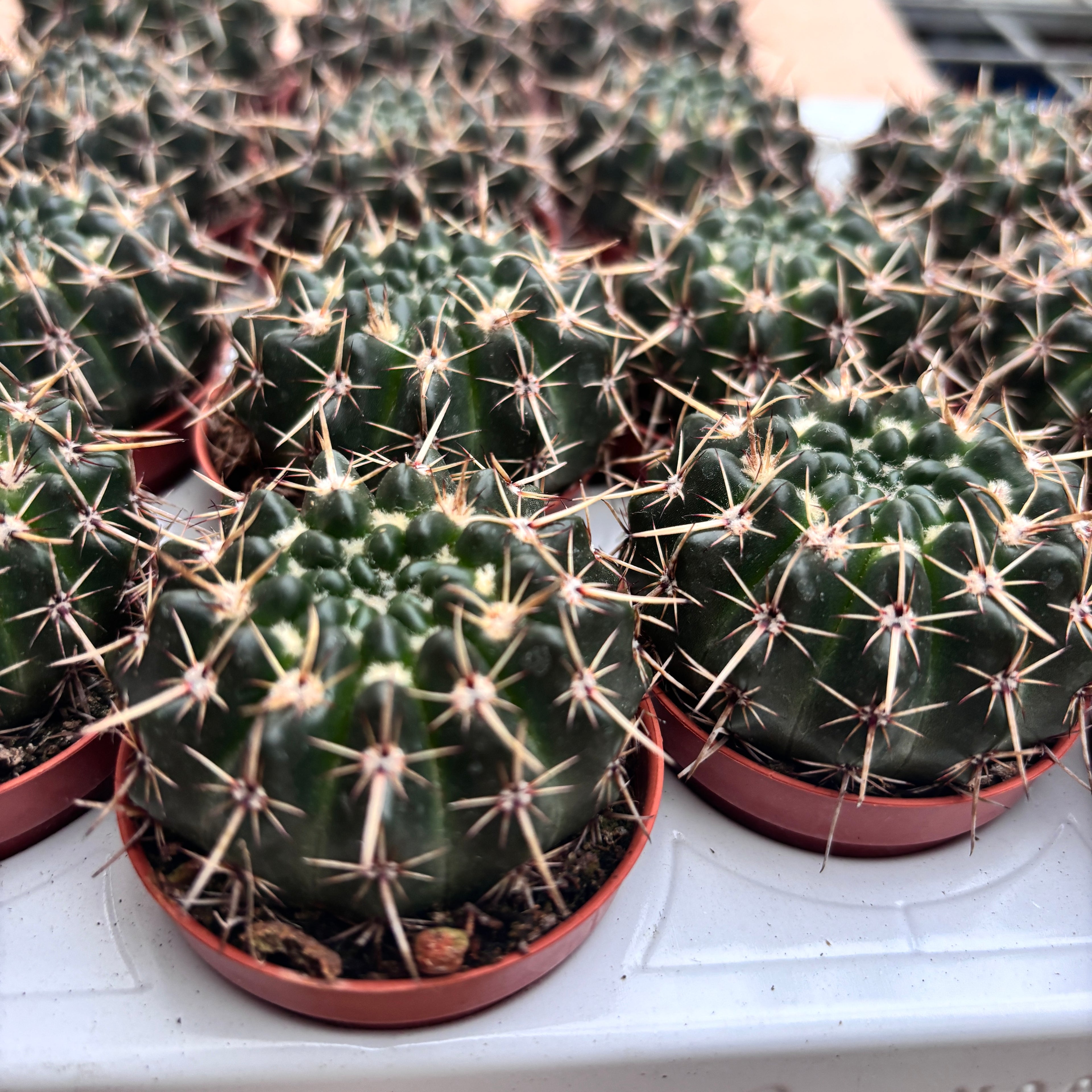 Notocactus mammulosus (Parodia mammulosus)