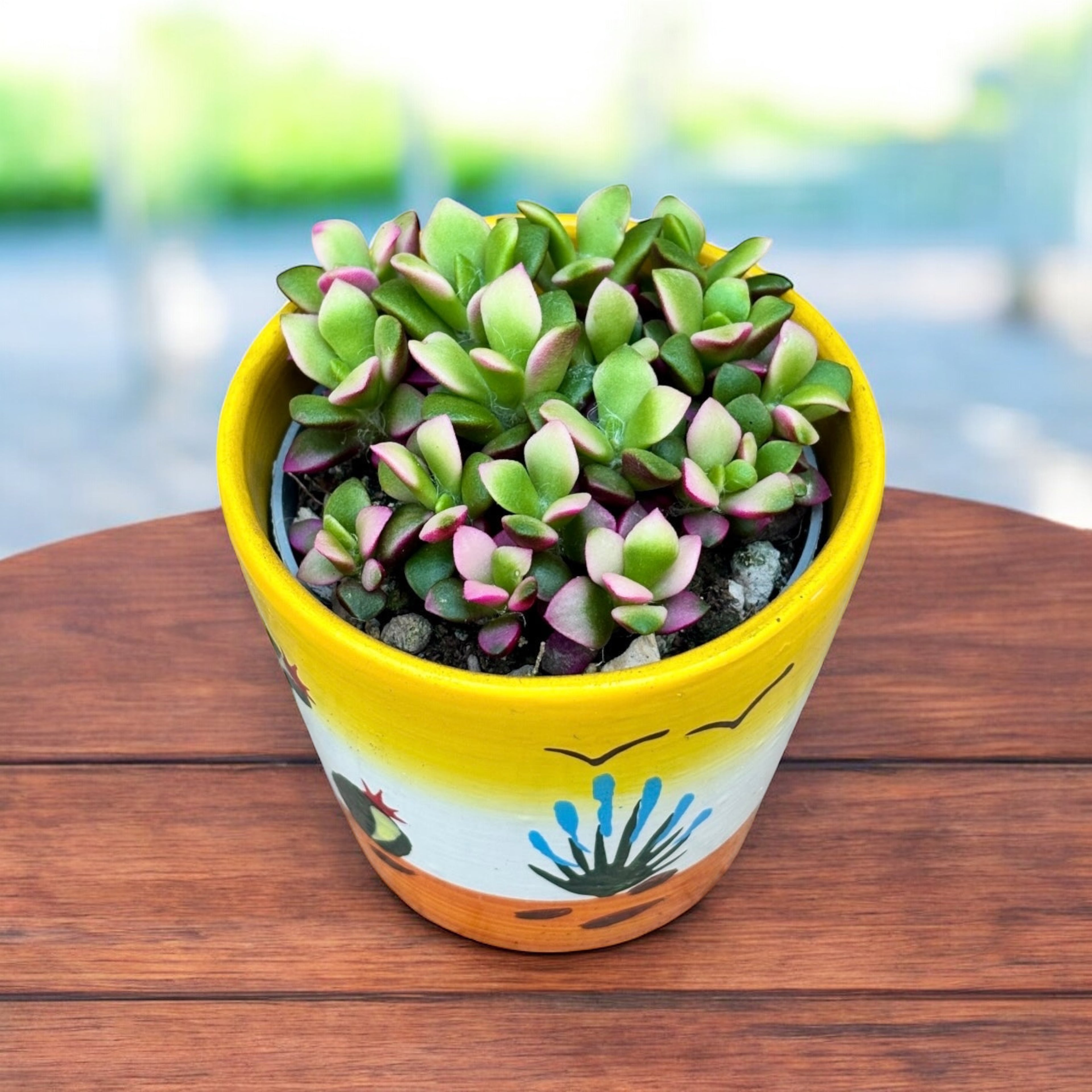 Anacampseros rufescens ‘Variegata’