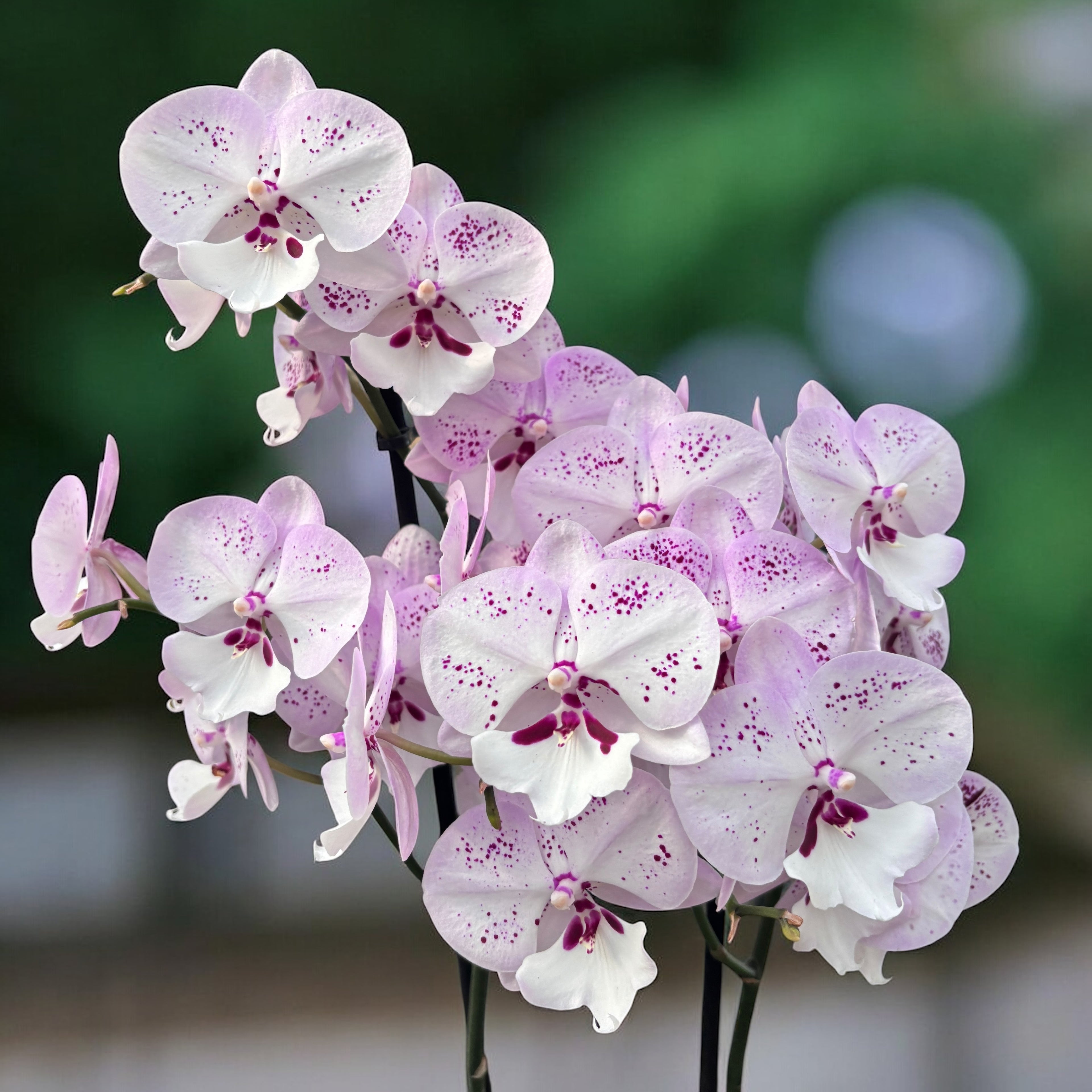 Phalaenopsis GC Reyoung Freckle (Big Lip)