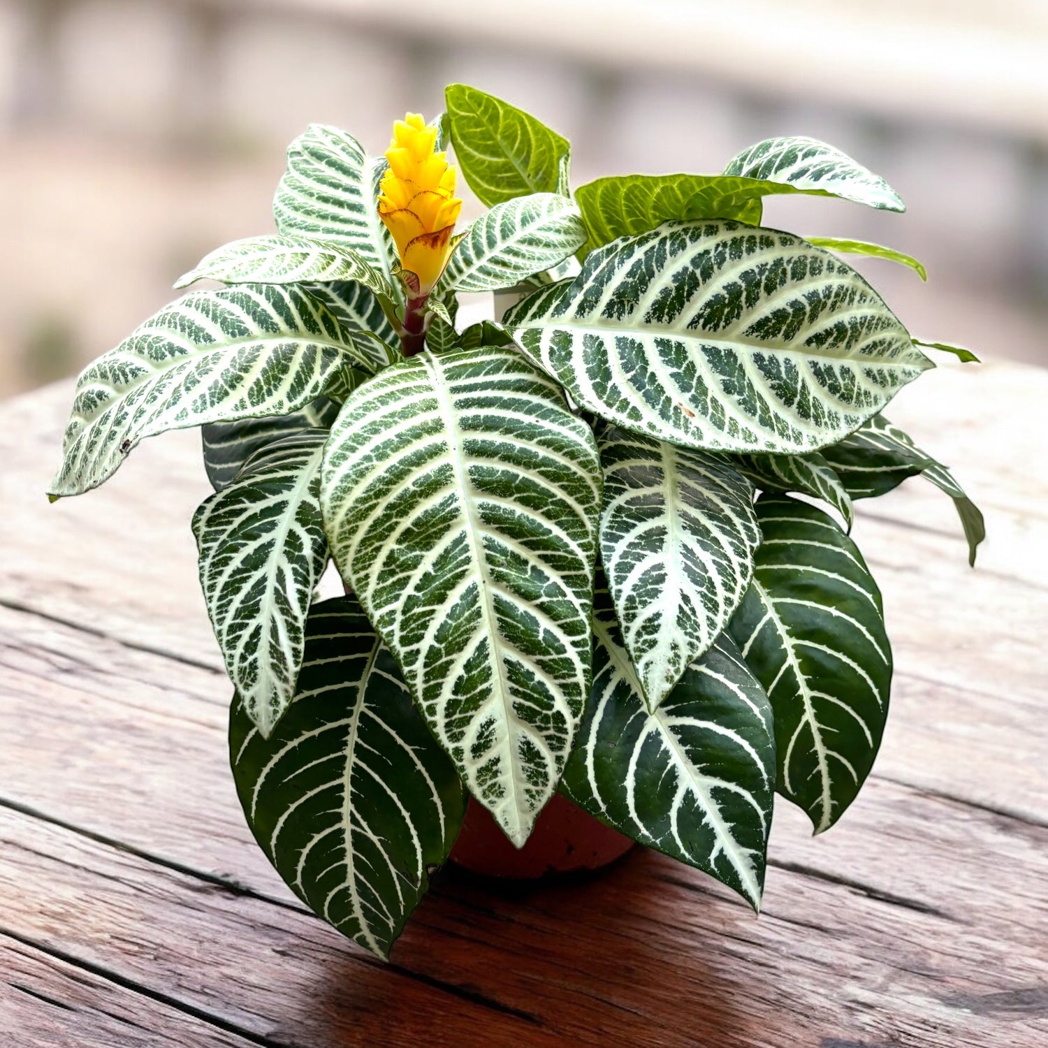Aphelandra squarrosa 'Dania' (Planta Zebra)