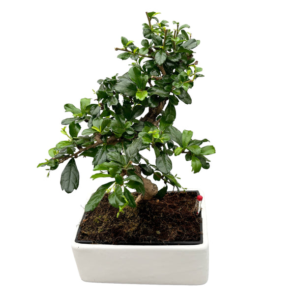 Bonsai Carmona (water system)