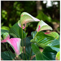Anthurium ‘Fantasy Love’ - eleganta exotica in nuante de roz pastel si verde vibrant