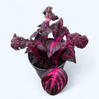 Iresine Herbstii 'Redstar' (Beefsteak Plant) D12 -  explozie de culoare in tonuri rubinii