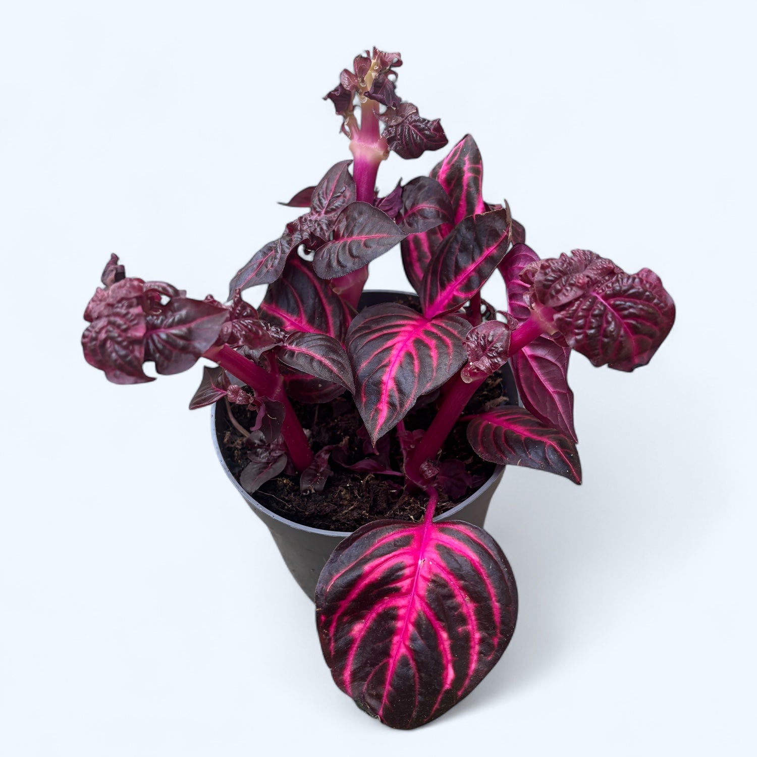 Iresine Herbstii 'Redstar' (Beefsteak Plant) D12 -  explozie de culoare in tonuri rubinii