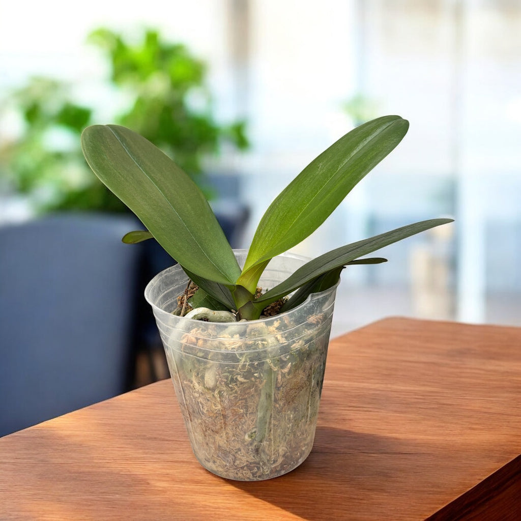 Phalaenopsis I-Hsin Weston