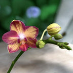 Phalaenopsis Tying Shin Smart *parfumée