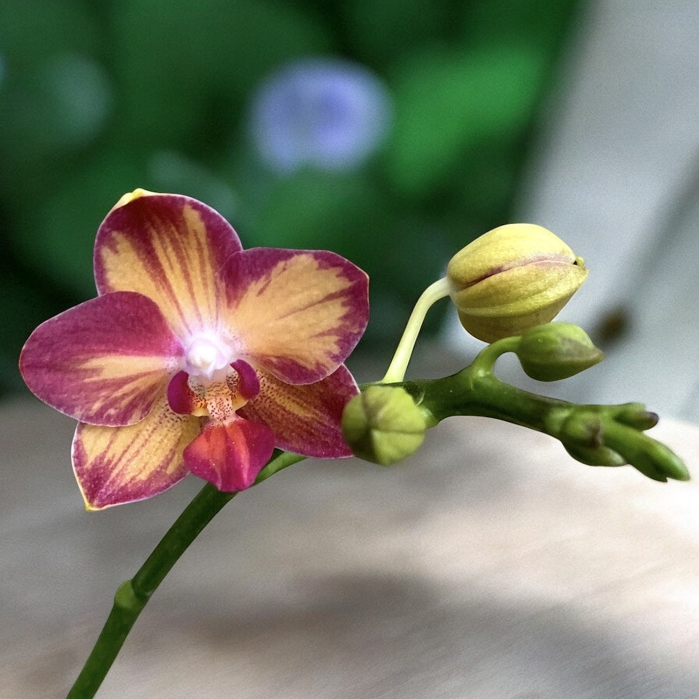 Phalaenopsis Tying Shin Smart *parfumata