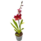 Burrageara Nelly Isler 'Swiss Beauty' - intensely fragrant flowers