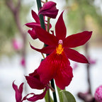 Burrageara Nelly Isler 'Red Velvet' intensely fragrant flowers