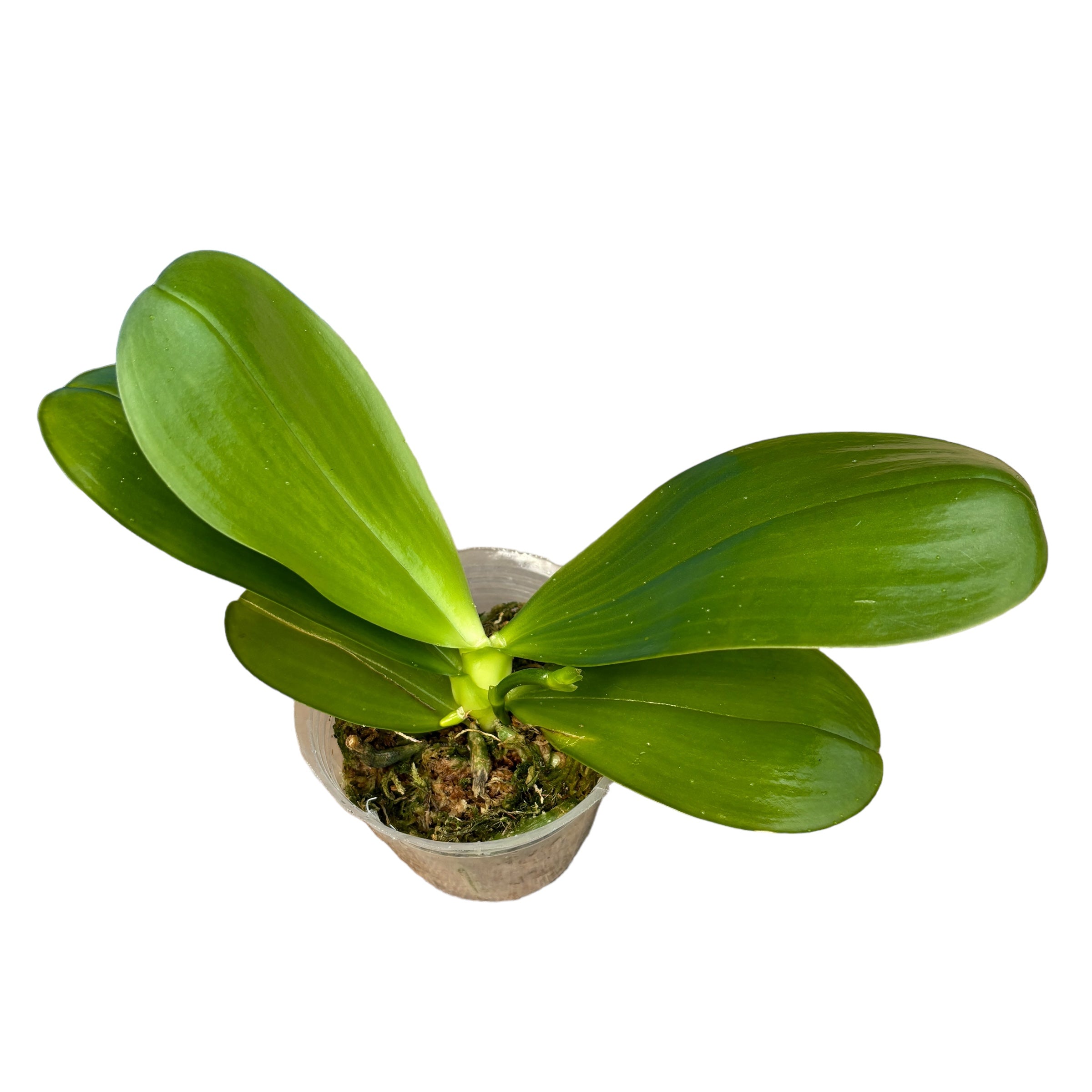 Phalaenopsis Hannover Passion duftende Blüten