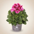Pelargonium grandiflorum 'Don Mario' - muscata englezeasca cu flori mari pentru balcon si terasa